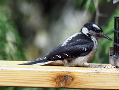 Dryobates villosus harrisi