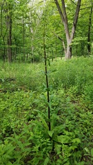 Frasera caroliniensis