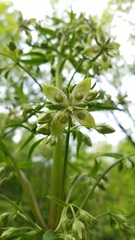 Frasera caroliniensis