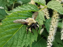 Laphria sacrator