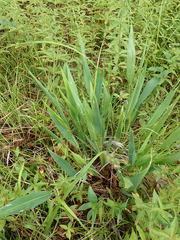 Dichanthelium xanthophysum