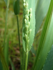 Dichanthelium xanthophysum