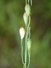 Dichanthelium xanthophysum