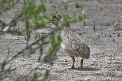 Nothoprocta pentlandii