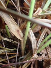 Dichanthelium xanthophysum