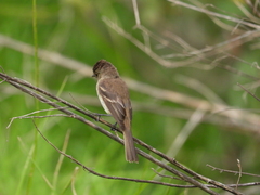 Empidonax albigularis