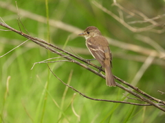 Empidonax albigularis