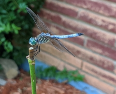 Pachydiplax longipennis