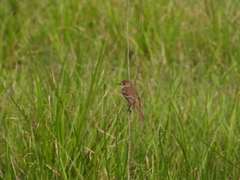 Empidonax albigularis