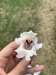 Catalpa