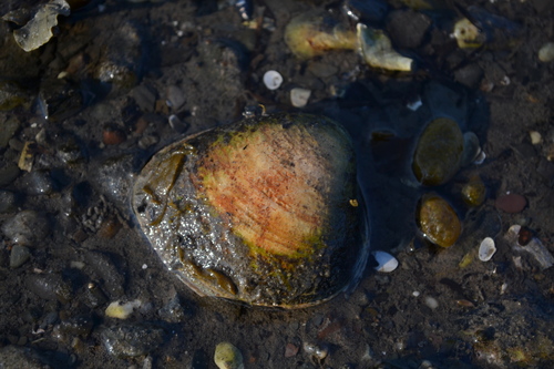 Greenland Smoothcockle