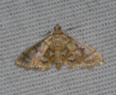 Pseudopyrausta marginalis