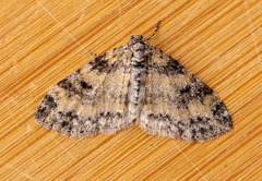 Lobophora nivigerata