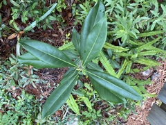 Cartrema americana