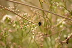 Brunneria subaptera