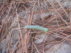 Lapara coniferarum