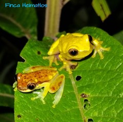 Dendropsophus rhodopeplus