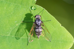 Chrysopilus pilosus