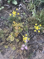 Lomatium cous