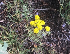 Lomatium cous