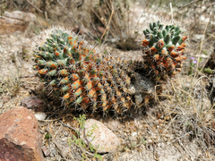 Coryphantha clavata clavata