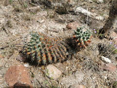 Coryphantha clavata clavata