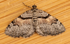 Xanthorhoe packardata