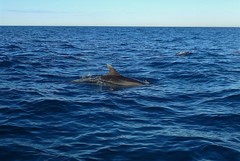 Tursiops aduncus