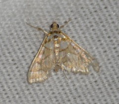 Pseudopyrausta santatalis