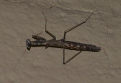 Litaneutria emarginata