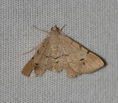 Frederickia flaviterminata