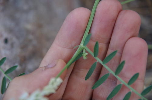 Image of Vicia pulchella by (c) Eric Knight, some rights reserved (CC BY)