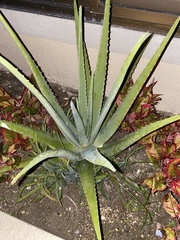 Aloe vera vera