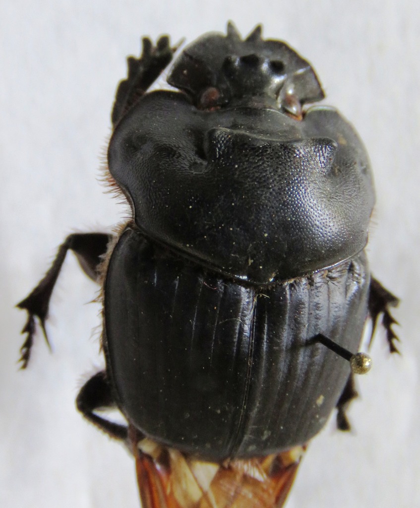 Coprophanaeus boucardi