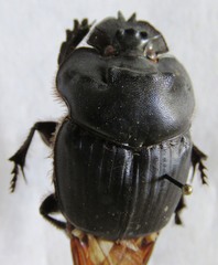 Coprophanaeus boucardi