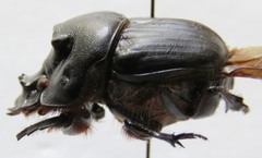 Coprophanaeus boucardi