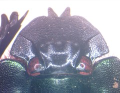 Coprophanaeus boucardi