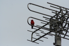 Pyrocephalus rubinus