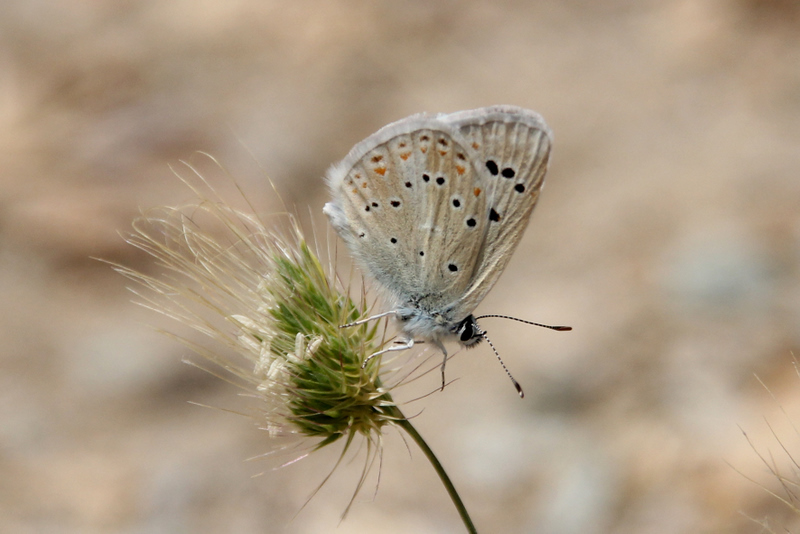 Mother-of-pearl Blue
