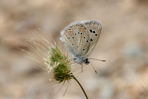 Mother-of-pearl Blue