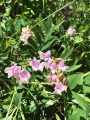 Lathyrus lanszwertii