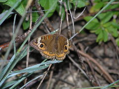 Junonia neildi varia