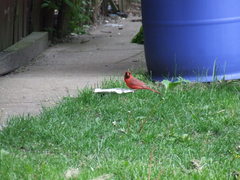 Cardinalis cardinalis