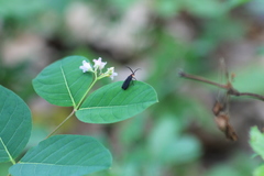 Lucidota atra