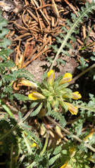 Pedicularis semibarbata