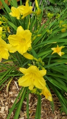 Hemerocallis