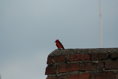 Pyrocephalus rubinus