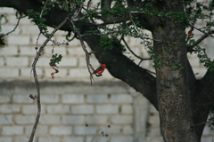 Pyrocephalus rubinus