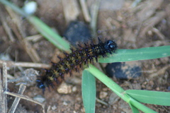 Nymphalidae