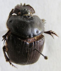 Coprophanaeus boucardi